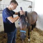 31.07.2020 Michałów. Stadnina koni. Przygotowanie koni przed wyjazdem do Janowa Podlaskiego na Pride of Poland / Jarosław Kubalski / Radio Kielce