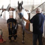 31.07.2020 Michałów. Stadnina koni. Przygotowanie koni przed wyjazdem do Janowa Podlaskiego na Pride of Poland / Jarosław Kubalski / Radio Kielce