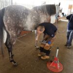 31.07.2020 Michałów. Stadnina koni. Przygotowanie koni przed wyjazdem do Janowa Podlaskiego na Pride of Poland / Jarosław Kubalski / Radio Kielce