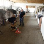 31.07.2020 Michałów. Stadnina koni. Przygotowanie koni przed wyjazdem do Janowa Podlaskiego na Pride of Poland / Jarosław Kubalski / Radio Kielce