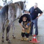 31.07.2020 Michałów. Stadnina koni. Przygotowanie koni przed wyjazdem do Janowa Podlaskiego na Pride of Poland / Jarosław Kubalski / Radio Kielce