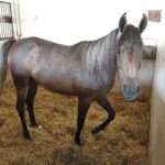 31.07.2020 Michałów. Stadnina koni. Przygotowanie koni przed wyjazdem do Janowa Podlaskiego na Pride of Poland. Nadzieja stadniny klacz Florissima / Jarosław Kubalski / Radio Kielce