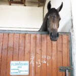 31.07.2020 Michałów. Stadnina koni. Przygotowanie koni przed wyjazdem do Janowa Podlaskiego na Pride of Poland. Nadzieja stadniny klacz Florissima / Jarosław Kubalski / Radio Kielce