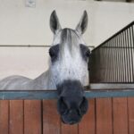 31.07.2020 Michałów. Stadnina koni. Przygotowanie koni przed wyjazdem do Janowa Podlaskiego na Pride of Poland. Nadzieja stadniny klacz Lawinia / Jarosław Kubalski / Radio Kielce