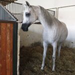 31.07.2020 Michałów. Stadnina koni. Przygotowanie koni przed wyjazdem do Janowa Podlaskiego na Pride of Poland. Nadzieja stadniny klacz Lawinia / Jarosław Kubalski / Radio Kielce