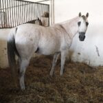 31.07.2020 Michałów. Stadnina koni. Przygotowanie koni przed wyjazdem do Janowa Podlaskiego na Pride of Poland. Nadzieja stadniny klacz Lawinia / Jarosław Kubalski / Radio Kielce