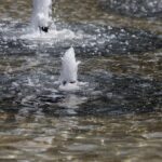 06.08.2020 Kielce. Fontanna przed KCK / Jarosław Kubalski / Radio Kielce