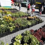 22.08.2020 Kielce. Targi Dom Ogród i Ty / Jarosław Kubalski / Radio Kielce