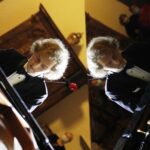 29.08.2020 Kielce. Muzeum Narodowe.  Koncert z cyklu "Chopinowskie inspiracje". Gra Piotr Pawlak / Jarosław Kubalski / Radio Kielce