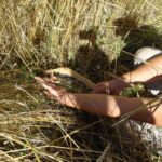 02.08.2020. Kopiec. Wioska neolityczna / Emilia Sitarska / Radio Kielce