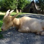 02.08.2020. Kopiec. Wioska neolityczna / Emilia Sitarska / Radio Kielce