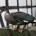 Muzyczne Podróże. Pomorze. Kraina w Kratę / Danuta Rasała