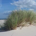 Muzyczne Podróże. Pomorze. Słowiński Park Narodowy / Danuta Rasała