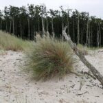 Muzyczne Podróże. Pomorze. Słowiński Park Narodowy / Danuta Rasała