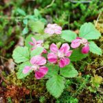 Muzyczne Podróże. Pomorze. Słowiński Park Narodowy. Malina moroszka / Danuta Rasała