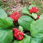 Muzyczne Podróże. Pomorze. Słowiński Park Narodowy. Malina moroszka / Danuta Rasała