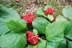 Muzyczne Podróże. Pomorze. Słowiński Park Narodowy. Malina moroszka / Danuta Rasała