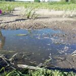 31.07.2020. Rębów. Katastrofa ekologiczna / Stefan Koston