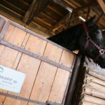 27.08.2020. Kielce. Urodziny konia Akapit.  / Wiktor Taszłow / Radio Kielce