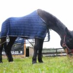 27.08.2020. Kielce. Urodziny konia Akapit. / Wiktor Taszłow / Radio Kielce