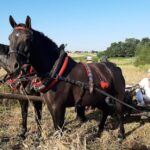08.09.2020. Boszczynek. Powstaje film o żniwach / UMiG Skalbmierz