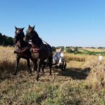 08.09.2020. Boszczynek. Plan zdjęciowy filmu o żniwach / UMiG Skalbmierz