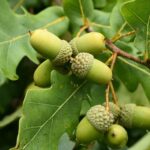 Dąb szypułkowy / Edyta Nowicka