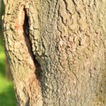 05.09.2020. Gatniki. Dziupla / Magdalena Galas-Klusek / Radio Kielce