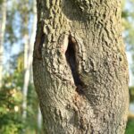 05.09.2020. Gatniki. Dziupla / Magdalena Galas-Klusek / Radio Kielce