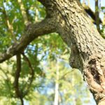 05.09.2020. Gatniki. Dziupla / Magdalena Galas-Klusek / Radio Kielce