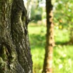 05.09.2020. Gatniki. Dziupla / Magdalena Galas-Klusek / Radio Kielce