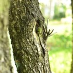 05.09.2020. Gatniki. Dziupla / Magdalena Galas-Klusek / Radio Kielce