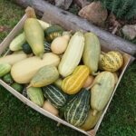 07.09.2020. Klonów. Wiejski Ogród Botaniczny / Anna Głąb / Radio Kielce