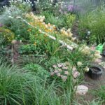 07.09.2020. Klonów. Wiejski Ogród Botaniczny / Anna Głąb / Radio Kielce