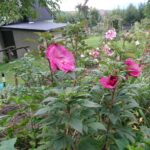 07.09.2020. Klonów. Wiejski Ogród Botaniczny / Anna Głąb / Radio Kielce