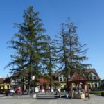 28.09.2020. Małogoszcz. Drzewa na rynku / Ewa Pociejowska-Gawęda / Radio Kielce