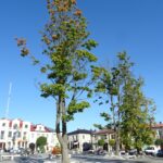 28.09.2020. Małogoszcz. Drzewa na rynku / Ewa Pociejowska-Gawęda / Radio Kielce