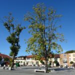 28.09.2020. Małogoszcz. Drzewa na rynku / Ewa Pociejowska-Gawęda / Radio Kielce
