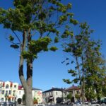 28.09.2020. Małogoszcz. Drzewa na rynku / Ewa Pociejowska-Gawęda / Radio Kielce