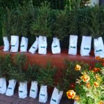 18.09.2020. Nadleśnictwo Jędrzejów. Akcja #sadziMY / Ewa Pociejowska-Gawęda / Radio Kielce