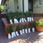 18.09.2020. Nadleśnictwo Jędrzejów. Akcja #sadziMY / Ewa Pociejowska-Gawęda / Radio Kielce