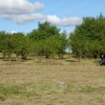 18.09.2020 Jędrzejów. Sprzątanie cmentarza żydowskiego prze uczniów LO im. M. Reja / Ewa Pociejowska-Gawęda / Radio Kielce