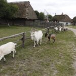 06.09.2020. Tokarnia. Święto Chleba / Jarosław Kubalski / Radio Kielce