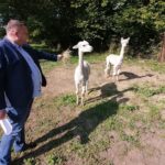 14.09.2020. Bejsce. Alpaki w Domu Pomocy Społecznej w Bejscach. Na zdjęciu: Piotr Mucha - dyrektor Domu Pomocy Społecznej w Bejscach / Marta Gajda / Radio Kielce