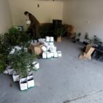 18.09.2020. Nadleśnictwo Pińczów. Akcja #sadziMY / Marta Gajda / Radio Kielce