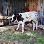 26.09.2020. Tokarnia. Łatek / Dorota Klusek / Radio Kielce