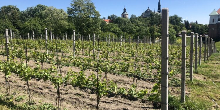 07.06.2020 Sandomierz. Winnica św. Jakuba / Grażyna Szlęzak-Wójcik / Radio Kielce