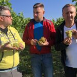 09.09.2020. Sandomierz. Winobranie w winnicy św. Jakuba. Na zdjęciu (od lewej): o. Marcin Lisak - przeor klasztoru ojców dominikanów w Sandomierzu, Marcin Marzec - burmistrz Sandomierza i Marcin Piwnik - starosta sandomierski / Grażyna Szlęzak-Wójcik / Radio Kielce