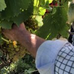 09.09.2020. Sandomierz. Winobranie w winnicy św. Jakuba / Grażyna Szlęzak-Wójcik / Radio Kielce