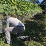 09.09.2020. Sandomierz. Winobranie w winnicy św. Jakuba / Grażyna Szlęzak-Wójcik / Radio Kielce